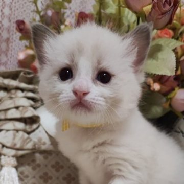 ラグドール【佐賀県・男の子・2023年3月3日・ブルーポイントバイカラー（長毛で柔らかい）】の写真「キュートで可愛い末っ子くん」