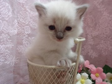 ラグドール【佐賀県・女の子・2014年3月17日・ブルーポイントミテッド】の写真「おっとり❤美人さん❤」