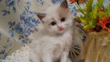 ラグドール【佐賀県・男の子・2022年4月1日・ブルーポイントバイカラー（長毛で柔らかい）】の写真「もふもふでおっとり仕草のイケメンくん。」