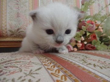 ラグドール【佐賀県・男の子・2015年3月25日・ブルーポイントミテッド】の写真「」