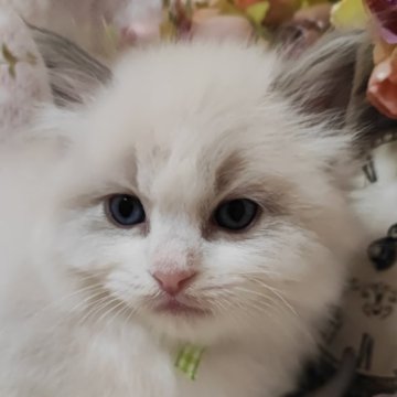 ラグドール【佐賀県・男の子・2024年10月15日・ブルーポイントバイカラー（長毛で柔らかい）】の写真「おっとり優しい男の子」