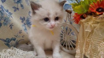 ラグドール【佐賀県・男の子・2022年4月1日・ブルーポイントバイカラー（長毛で柔らかい）】の写真「お顔の八割れ模様が綺麗なイケメンくん。」