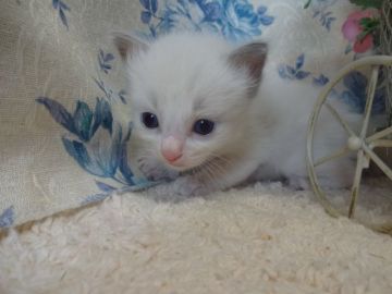 ラグドール【佐賀県・男の子・2016年6月21日・ブルーポイントバイカラー】の写真「☆甘えん坊のイケメンくん☆」