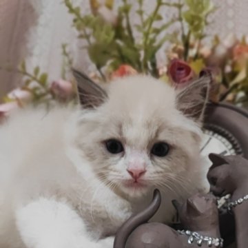 ラグドール【佐賀県・男の子・2024年9月10日・ブルーポイントバイカラー（長毛で柔らかい）】の写真「優しいお顔の甘えん坊くん」