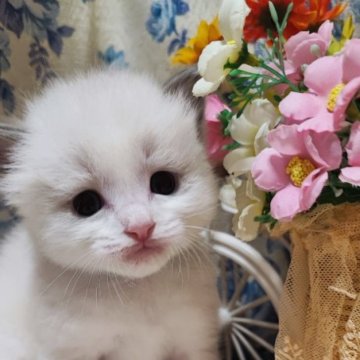 ラグドール【佐賀県・男の子・2023年2月15日・ブルーポイントバイカラー（長毛で柔らかい）】の写真「おっとり仕草のイケメンくん」