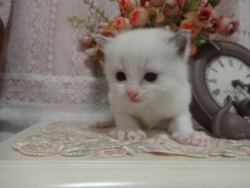 ラグドール【佐賀県・男の子・2016年11月5日・シールポイントバイカラー】の写真「優しいお顔の男の子♡」