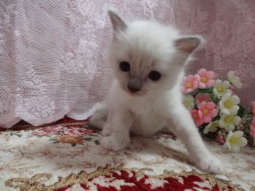 ラグドール【佐賀県・女の子・2014年3月17日・ブルーポイント】の写真「モコモコ♡可愛い女の子♡」