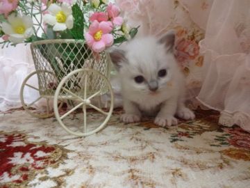 ラグドール【佐賀県・女の子・2017年3月1日・ブルーポイントミテッド】の写真「♪おっとりとした可愛い子♪」