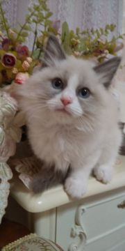 ラグドール【佐賀県・男の子・2021年12月4日・ブルーポイントバイカラー（長毛で柔らかい）】の写真「抱っこが大好きな、おっとり優しい男の子」