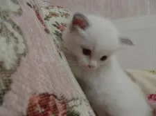 ラグドール【佐賀県・男の子・2015年5月14日・ブルーポイントバイカラー】の写真1