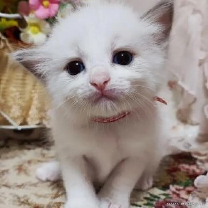 ID:2209-00492の子猫