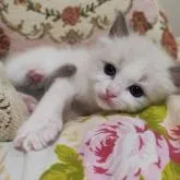 ラグドール【佐賀県・女の子・2023年1月13日・ブルーポイントバイカラー】の写真3「2/17撮影」