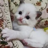 ラグドール【佐賀県・男の子・2023年10月6日・ブルーポイントバイカラー】の写真3「11/10撮影」