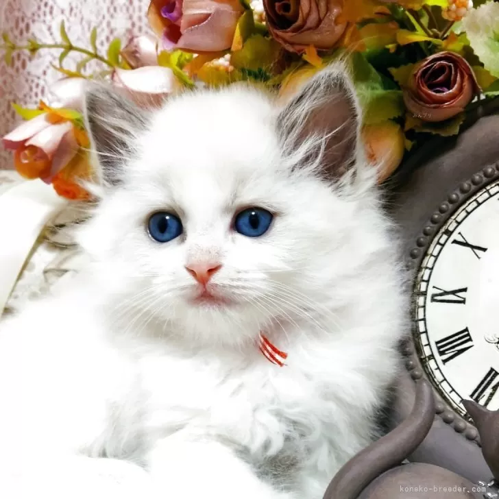 ID:2505-03366の子猫