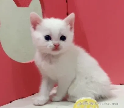 ID:2104-01760の子猫