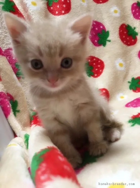 ID：1702-00191の子猫