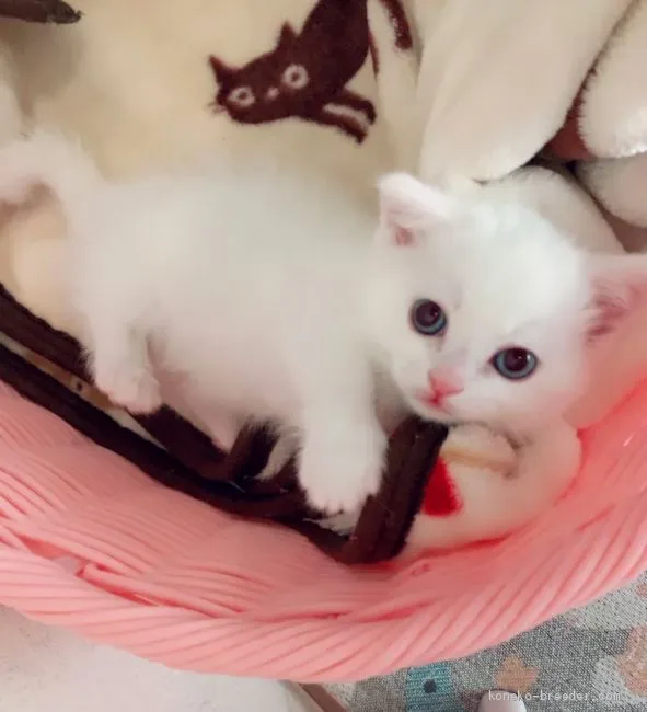 ID:2102-01067の子猫