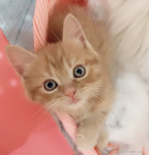 ID：2012-01885の子猫