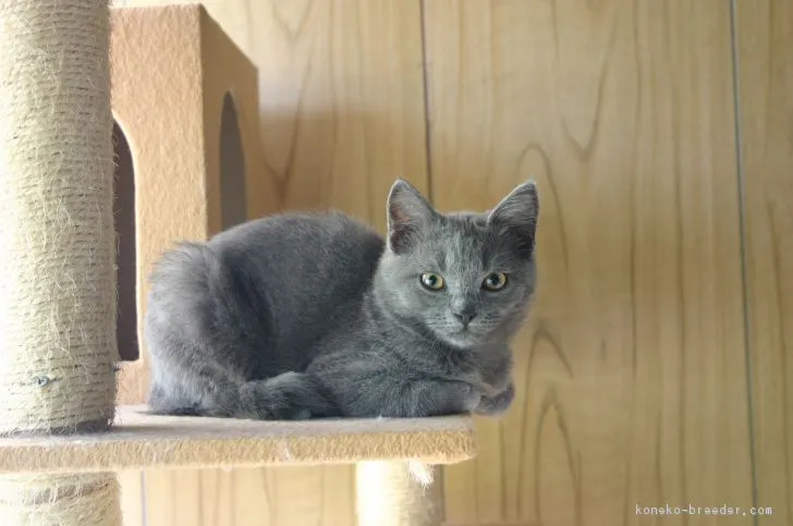 ID：1706-00114の子猫