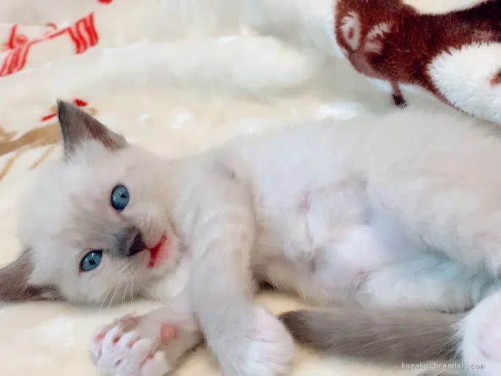 ID：2008-01558の子猫