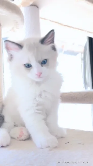 ID：1903-00434の子猫