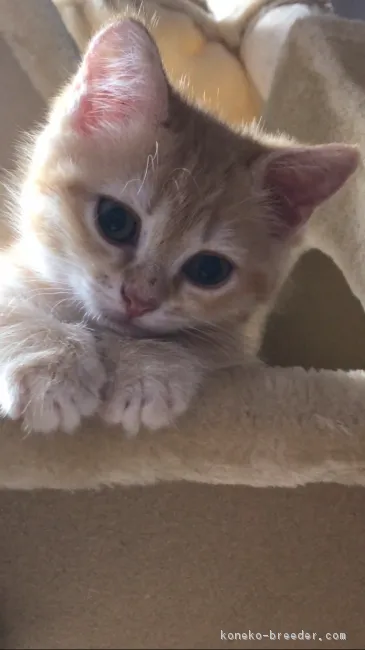 ID：1706-00443の子猫