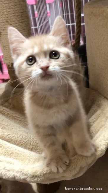 こてこ 様のお迎えした子猫