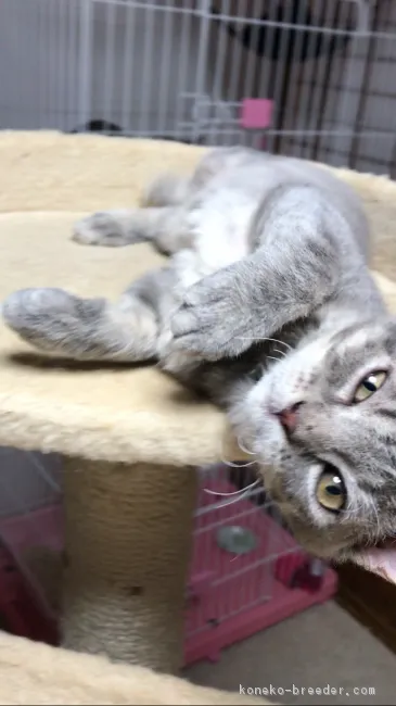 ID：1703-00722の子猫