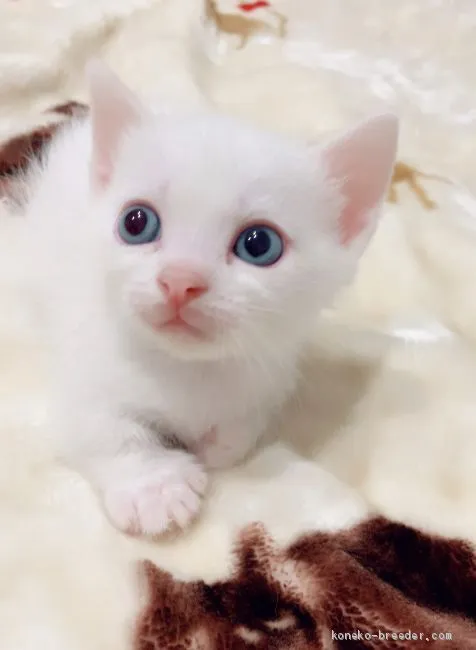 ID：2008-01557の子猫