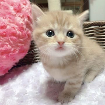 マンチカン(短足)【兵庫県・男の子・2018年8月13日・レッドマッカレルタビー（柔らかく滑らかなショートヘア）】の写真「足が短すぎてすぐにコロン💕無防備な姿がたまりません」