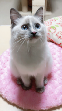 ラムキン足長(マンチカン×セルカークレックス)【兵庫県・女の子・2017年7月26日・ブルーポイント（ふわふわストレート）】の写真「柔らかく滑らかシルキータッチな触り心地💗」