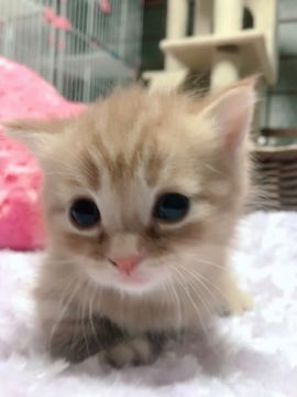 マンチカン(短足)【兵庫県・男の子・2018年8月13日・レッドマッカレルタビー（柔らかく滑らかなショートヘア）】の写真「足が短すぎてすぐにコロン💕無防備な姿がたまりません」