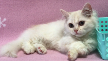 ミヌエット【兵庫県・男の子・2017年4月16日・カメオクリームタビー（ふわっと柔らかいロングヘア）】の写真「短い足でコロコロ歩くマイペースで可愛い子です♡」