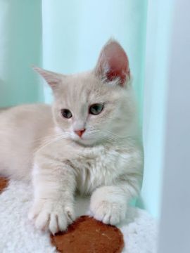 マンチカン(短足)【兵庫県・男の子・2019年7月20日・クリームタビー（柔らかく滑らかなショートヘア）】の写真「とっても甘えん坊さんな愛らしい子です💕」