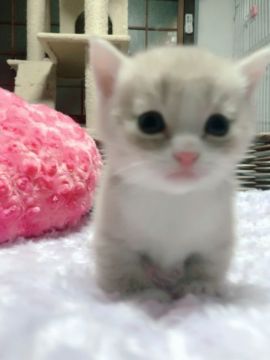 マンチカン(短足)【兵庫県・男の子・2018年8月13日・クリームマッカレルタビー&ホワイト（柔らかく滑らかなショートヘア）】の写真「足が短すぎてすぐにコロン💕無防備な姿がたまりません」