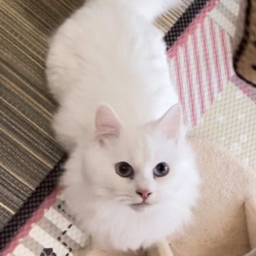 マンチカン【兵庫県・男の子・2023年6月30日・ホワイト(ふわふわロングヘアー)】の写真「むっちりふわふわ愛らしさ満点の良い子です💓」