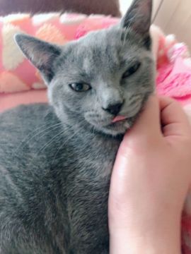 ラムキン長足(マンチカン×セルカークレックス)【兵庫県・女の子・2018年3月15日・ブルークリームポイント（ふんわり柔らかストレートヘア）】の写真「まん丸クリクリお目めが愛らしい可愛い子です❤️」