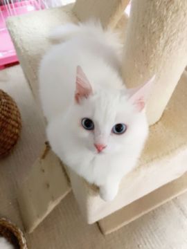 短足ラムキン(マンチカン×セルカークレックス)【兵庫県・女の子・2017年7月26日・ホワイト（ふわふわセミロングのストレート）】の写真「短足ちゃん✨と〜っても甘々甘えん坊さん💕」