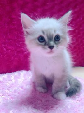 マンチカン(長足)【兵庫県・男の子・2018年7月1日・トーティシェルリンクスポイント&ホワイト（ふわっふわ柔らかシルキータッチ）】の写真「とても個性的なカラーが印象的な愛らしい子❤️」