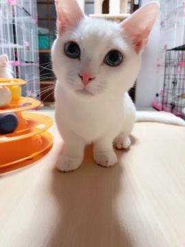 短足ラムキン(マンチカン×セルカークレックス)【兵庫県・男の子・2017年7月7日・ホワイト（シルキータッチのストレートヘア）】の写真「去勢手術済み🍀短足くんです♡パパ似の優しい子☺️」