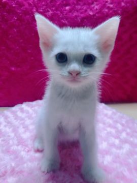 マンチカン(長足)【兵庫県・男の子・2018年7月1日・ホワイト（とっても滑柔らかシルキータッチ）】の写真「真っ白で美しい毛並みにブルーアイが神秘的❤️」