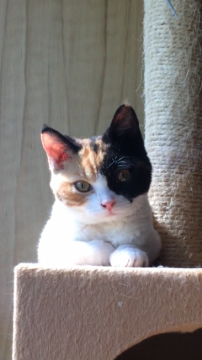 ラムキン(マンチカン×セルカークレックス)【兵庫県・女の子・2017年1月17日・キャリコ（ゆるふわカールのショートヘアー）】の写真「避妊手術済み☆ふわっと軽い優しい印象の子です♡」