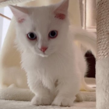 マンチカン【兵庫県・男の子・2023年6月30日・ホワイト(ふわふわセミロングヘアー)】の写真「むっちりふわふわ愛らしさ満点の良い子です💓」