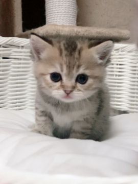 ミヌエット【兵庫県・女の子・2019年1月10日・ブラウンタビー（ふわふわ柔らかセミロング）】の写真「くっきり大きなお目めのドールフェイスちゃんです💕」