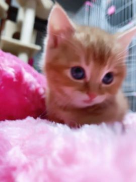 マンチカン(短足)【兵庫県・女の子・2017年12月19日・レッドクラッシックタビー（柔らかく滑らかなショートヘア）】の写真「コロコロ可愛い短足ちゃん💕」