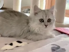 ミヌエット【兵庫県・女の子・2021年7月24日・チンチラシルバー】の写真5「綺麗に縁取られた目元が素敵な美人さんです💕」