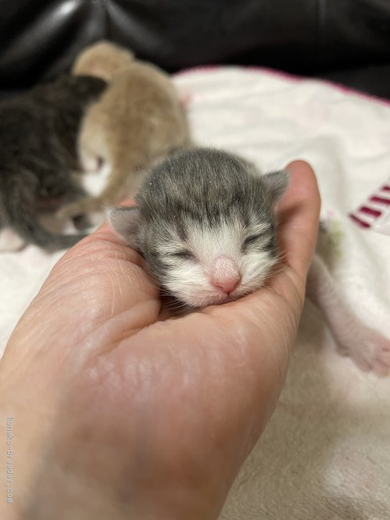 ノルウェージャンフォレストキャットの可愛い 赤ちゃんが生まれていまーす 渡部恭子ブリーダー みんなの子猫ブリーダー ノルウェージャンフォレストキャットの可愛い 赤ちゃんが生まれていまーす 渡部恭子ブリーダー みんなの子猫ブリーダー