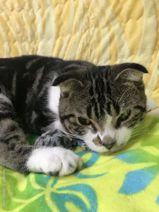 ID：1706-00045の子猫