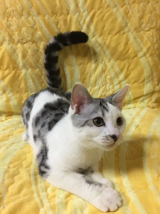 ID:1606-00181の子猫