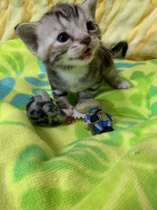 ID：2003-01462の子猫